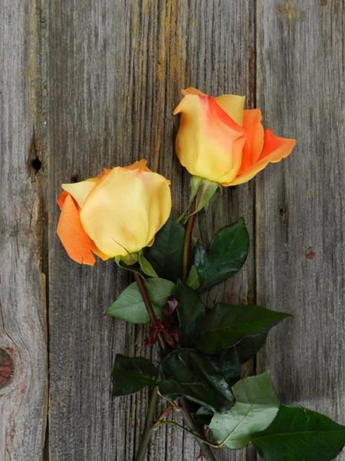 VOO DOO  ORANGE ROSE
